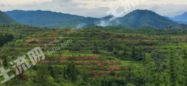 赣州全南县168亩其它林地转让