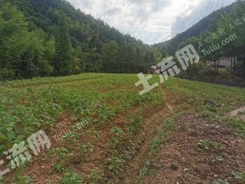 宣城旌德县 19.89亩 农场 使用权出租