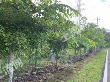 万宁市12亩旱地经营权转包现在种有沉香3千棵和120香水柠檬