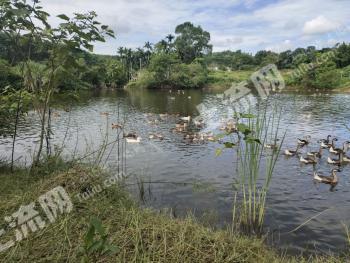 海南屯昌县35亩畜牧养殖用地经营权转让