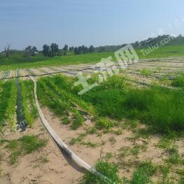 赤峰红山区 1800亩 荒地 使用权出租