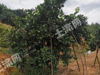 赣州会昌县250亩果园经营权转让