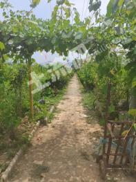 铜陵义安区 40亩 果园经营权转让