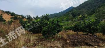 赣州龙南县80亩果园经营权转让