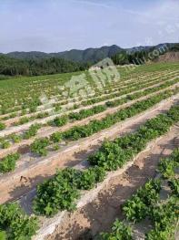 抚州乐安县 800亩 荒山草皮地转让