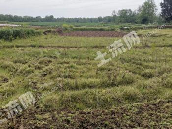 达州渠县 500亩 水田 经营权出租