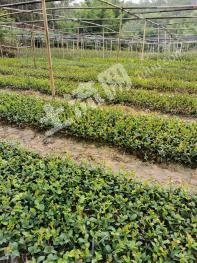 玉林陆川县带200万大苗油茶苗圃转让