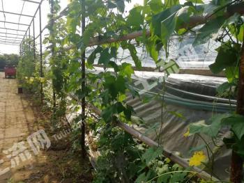 天津武清区 7亩 旱地 经营权转让