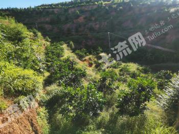 赣州200亩果园经营权转让