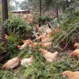 赣州会昌县10亩畜牧养殖用地出租