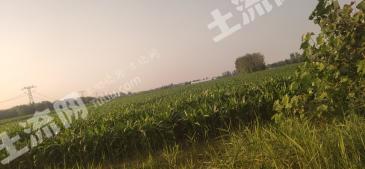 菏泽郓城县8亩水浇地经营权出租