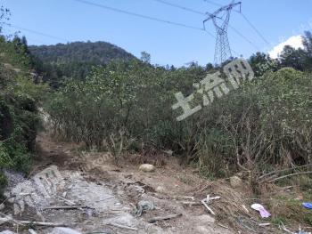 宁德蕉城区 6.5亩林地 使用权转让