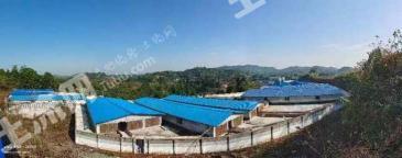 达州渠县 150亩 人工牧草地 经营权转让