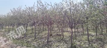 锦州凌河区 60亩 荒地 经营权转让