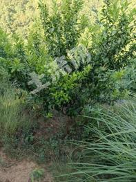 梧州苍梧县 50.27亩 果园 经营权转让