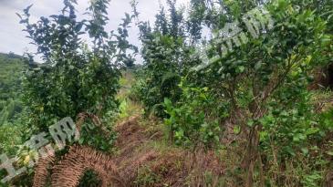 德宏陇川县 111.37亩果园 经营权出租