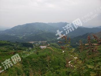 安徽安庆太湖县 700亩 其它林地经营权 转让