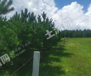 呼伦贝尔扎兰屯市 44亩 有林地 经营权转让