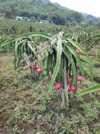 宜宾高县 32亩 果园 经营权转让