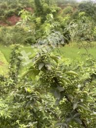 重庆潼南区50亩5年花椒地转让(带烘干厂房)