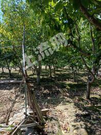 河北廊坊香河县8亩果园经营权出租