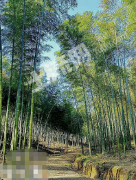 宣城广德县 200亩 茶园 经营权转让