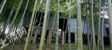 宣城广德县 100亩 茶园 经营权转让