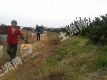 江西赣州 62亩 赣南脐橙园经营权 转包