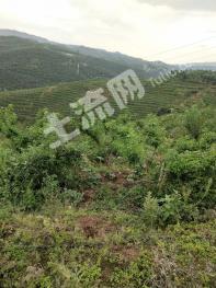 楚雄牟定县 360亩 乔木林地 经营权转让