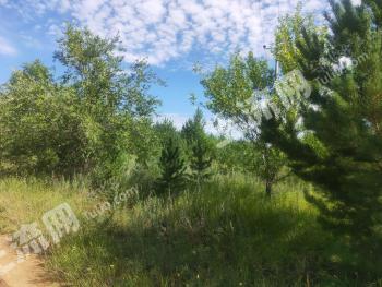 锡林郭勒盟多伦县263.61亩有林地 经营权转让