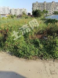 温州龙港市2.5亩水田出租