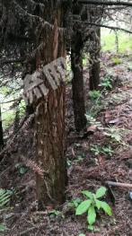 桂林灌阳县1120亩有林地经营权转包