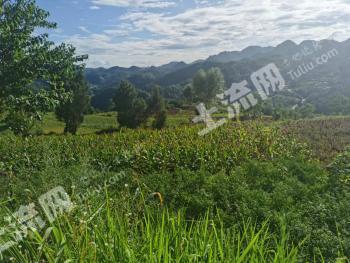 铜仁思南县 200亩 旱地 使用权合作