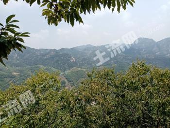济南莱芜区 671.45亩 乔木林地 经营权出租