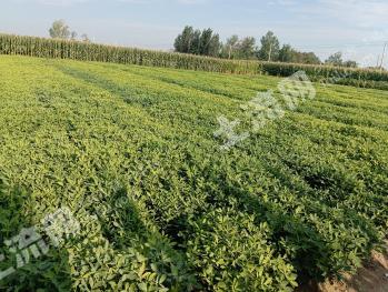 菏泽成武县 5.19亩 水浇地使用权 出租