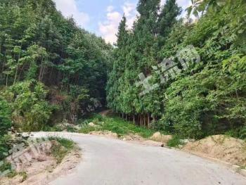 汉中城固县 540亩 有中药材林地经营权转让