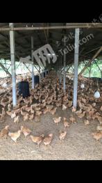 肇庆德庆县253.72亩综合养殖用地转包