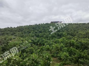 赣州南康区350亩果园经营权转让