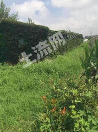 济宁金乡县2.75亩养殖用地-综合养殖用地经营权转让