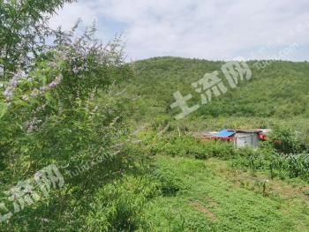 北京昌平区 26亩 果园 经营权出租