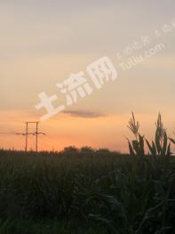 山东烟台 招远28.00亩 旱地经营权 出租