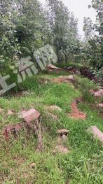 济宁曲阜市120亩林地-有林地经营权出租