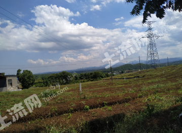 宜昌宜都市 120亩 茶园 经营权转让