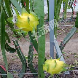 盐城射阳县 20亩 水浇地 经营权转让