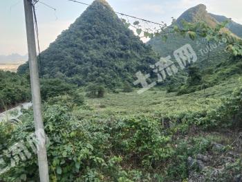 广西柳州柳城县130亩葡萄园经营权转让