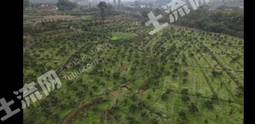 乐山犍为县 27.65亩 果园 经营权转包