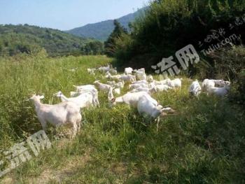 金华武义县 150亩 农场经营权 转让