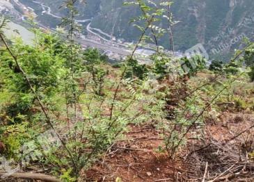 雅安汉源县 200亩 果园 经营权转让