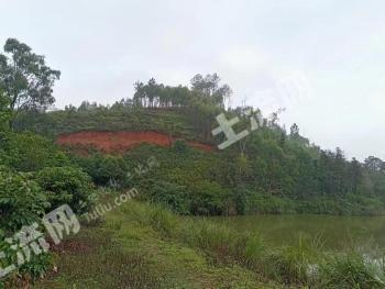 玉林北流市 100亩 其它林地 经营权出租