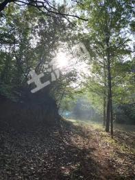 朝阳北票市 203亩 其它林地 经营权转让